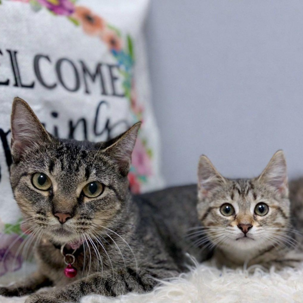 Enlarge Suzu & Pan, a ADOPTABLE Domestic Short Hair in Effingham, IL image 3/3