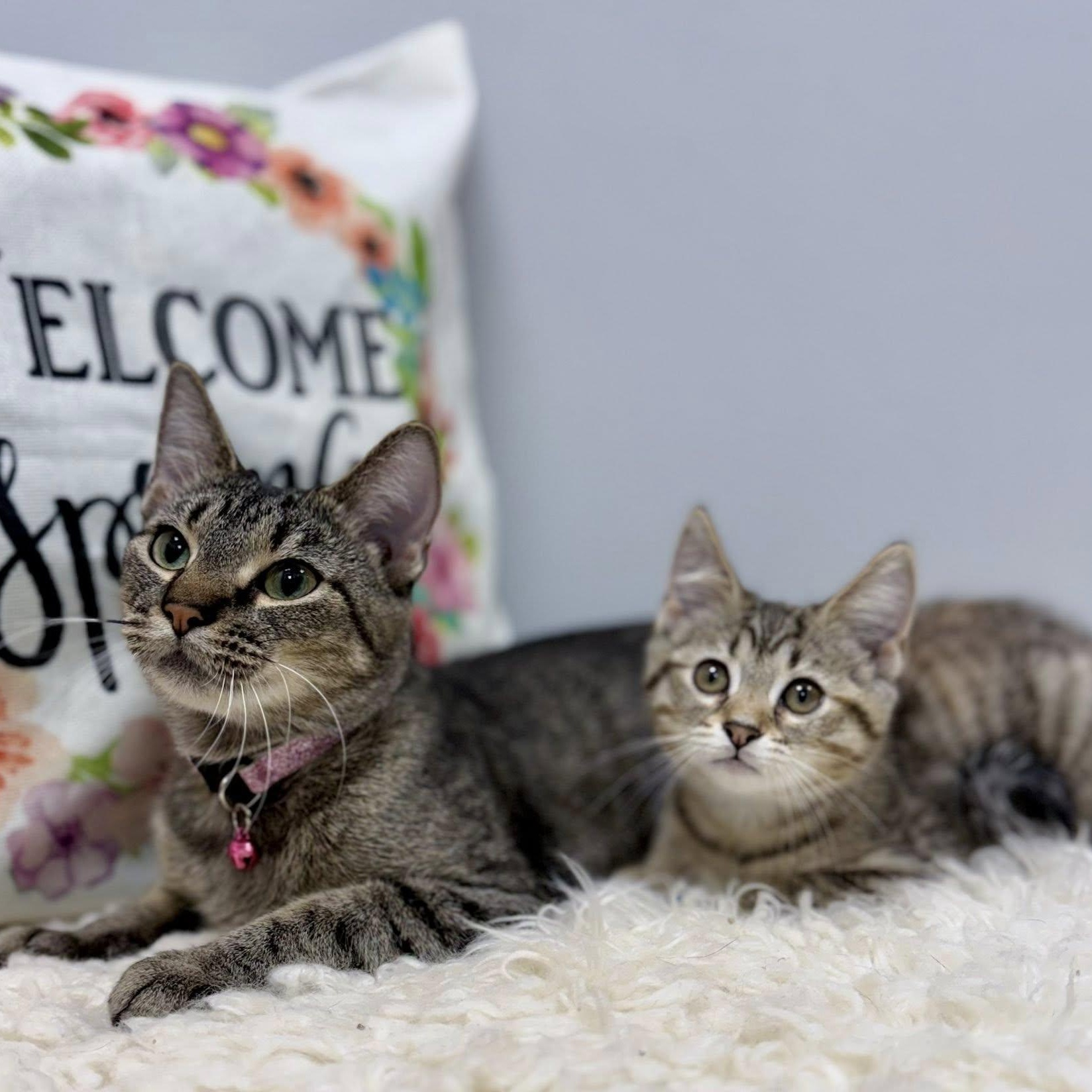 Enlarge Suzu & Pan, a ADOPTABLE Domestic Short Hair in Effingham, IL image 1/3