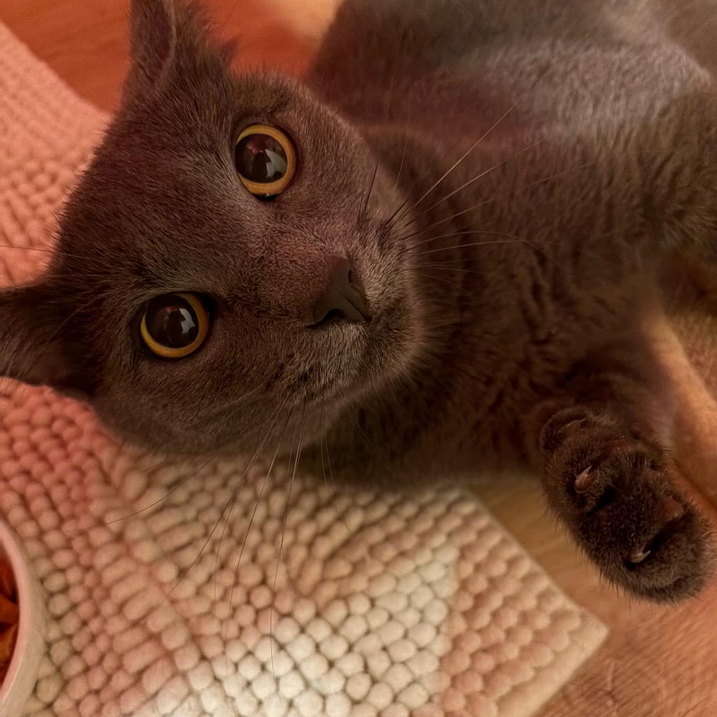 Clover, Adoptable, Young Female Domestic Short Hair.