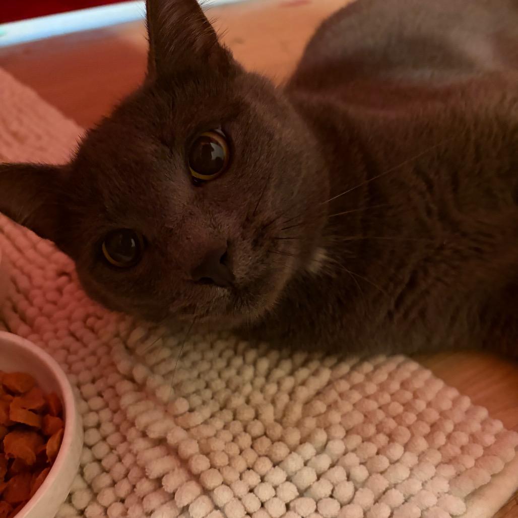 Enlarge Clover, a Adoptable Domestic Short Hair in Abbotsford, BC image 2/3