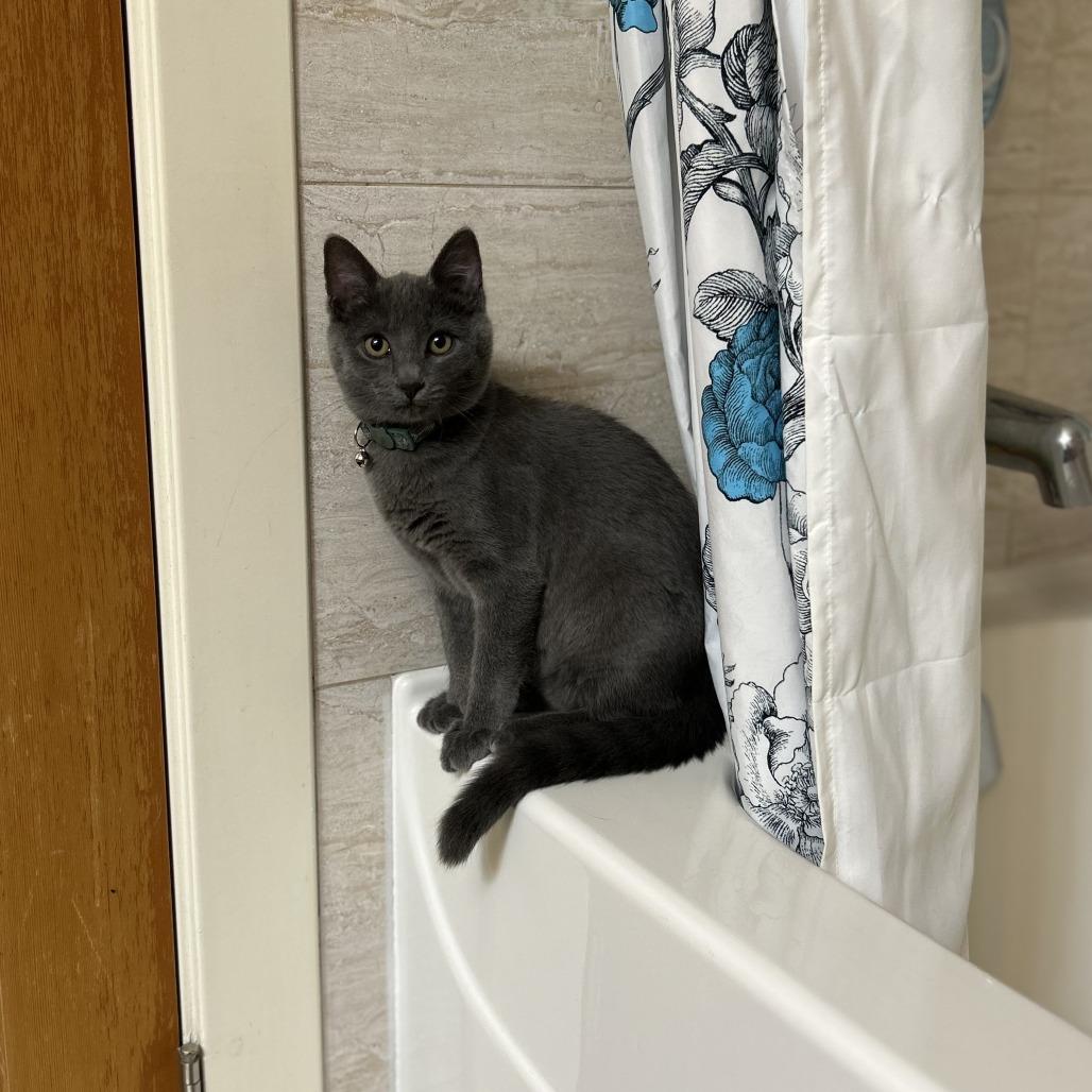 Enlarge Clover, a Adoptable Domestic Short Hair in Abbotsford, BC image 3/3