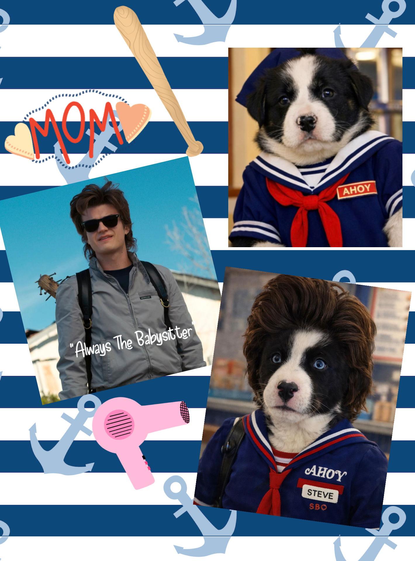 Steve, Adoptable, Young Male Husky & Collie.