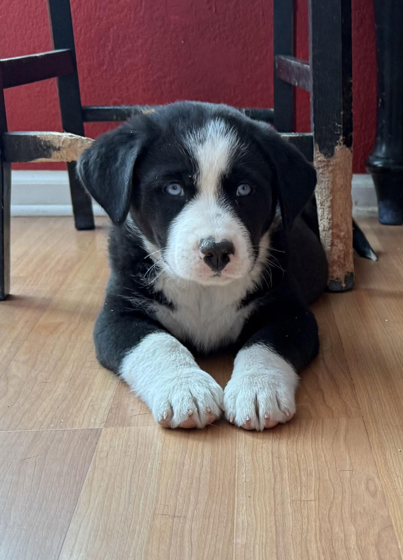 Enlarge Steve, a Adoptable mixed breed in Littleton, CO image 2/3