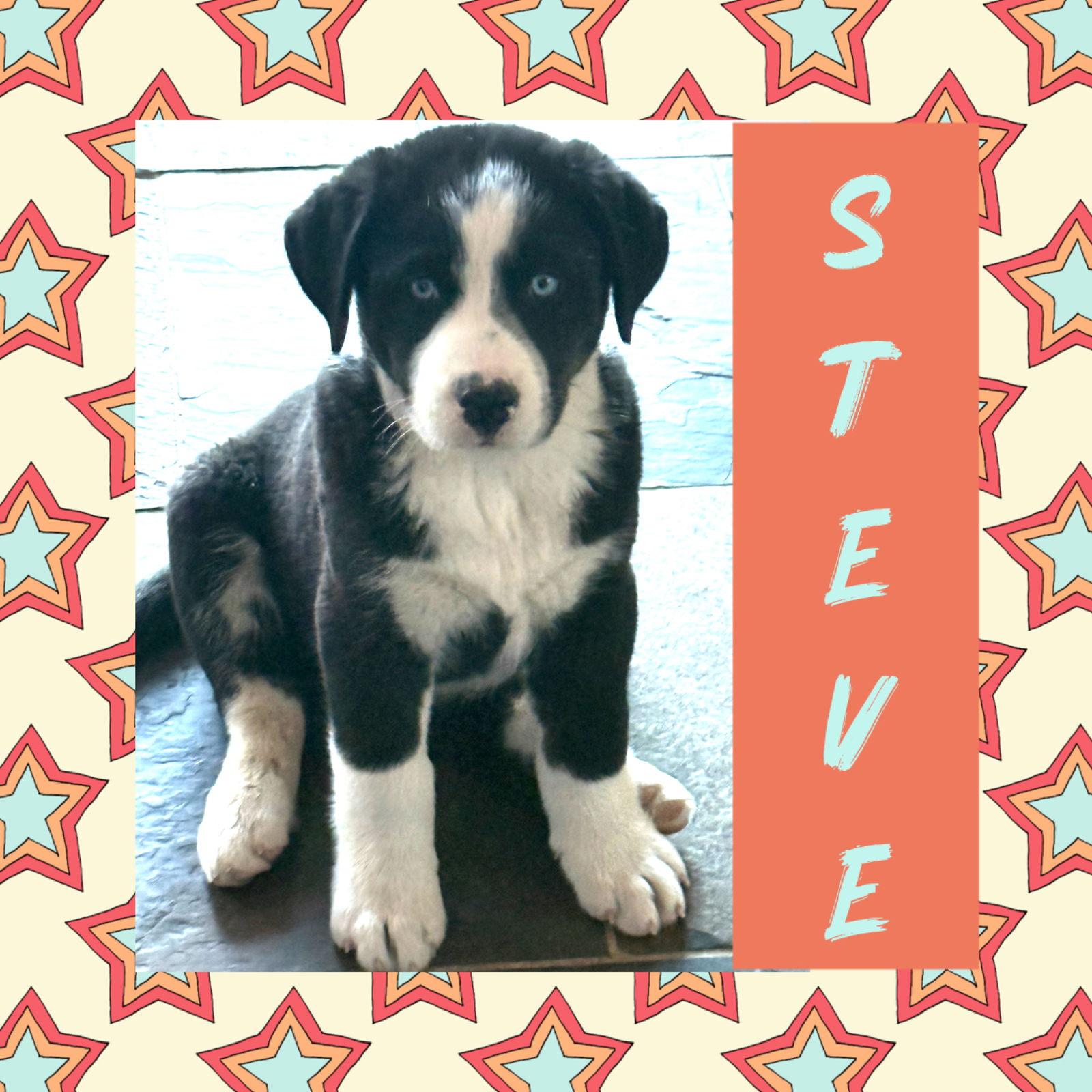 Enlarge Steve, a Adoptable mixed breed in Littleton, CO image 3/3