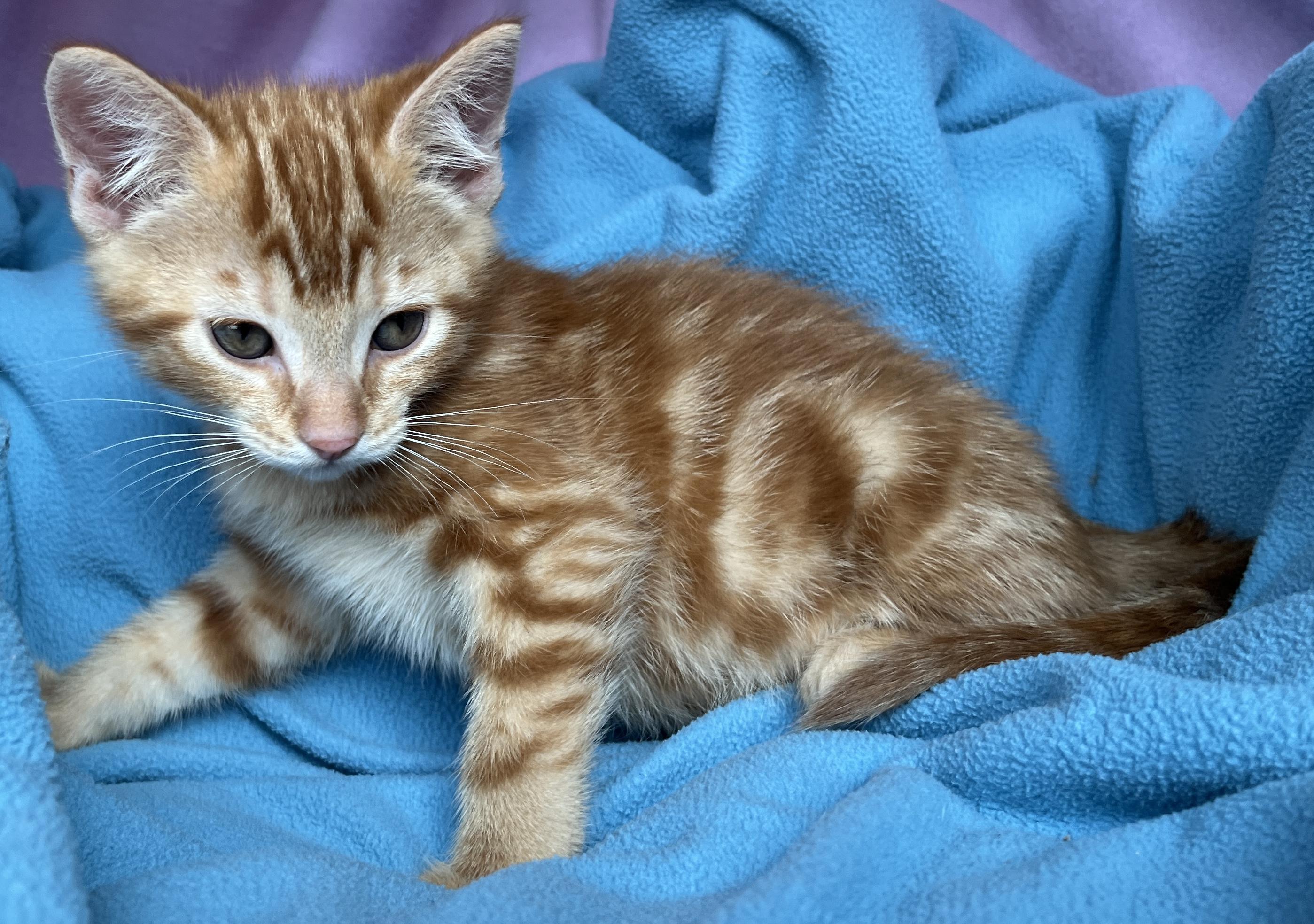 Enlarge Felix, a ADOPTABLE Tabby in Lake Oswego, OR image 2/2