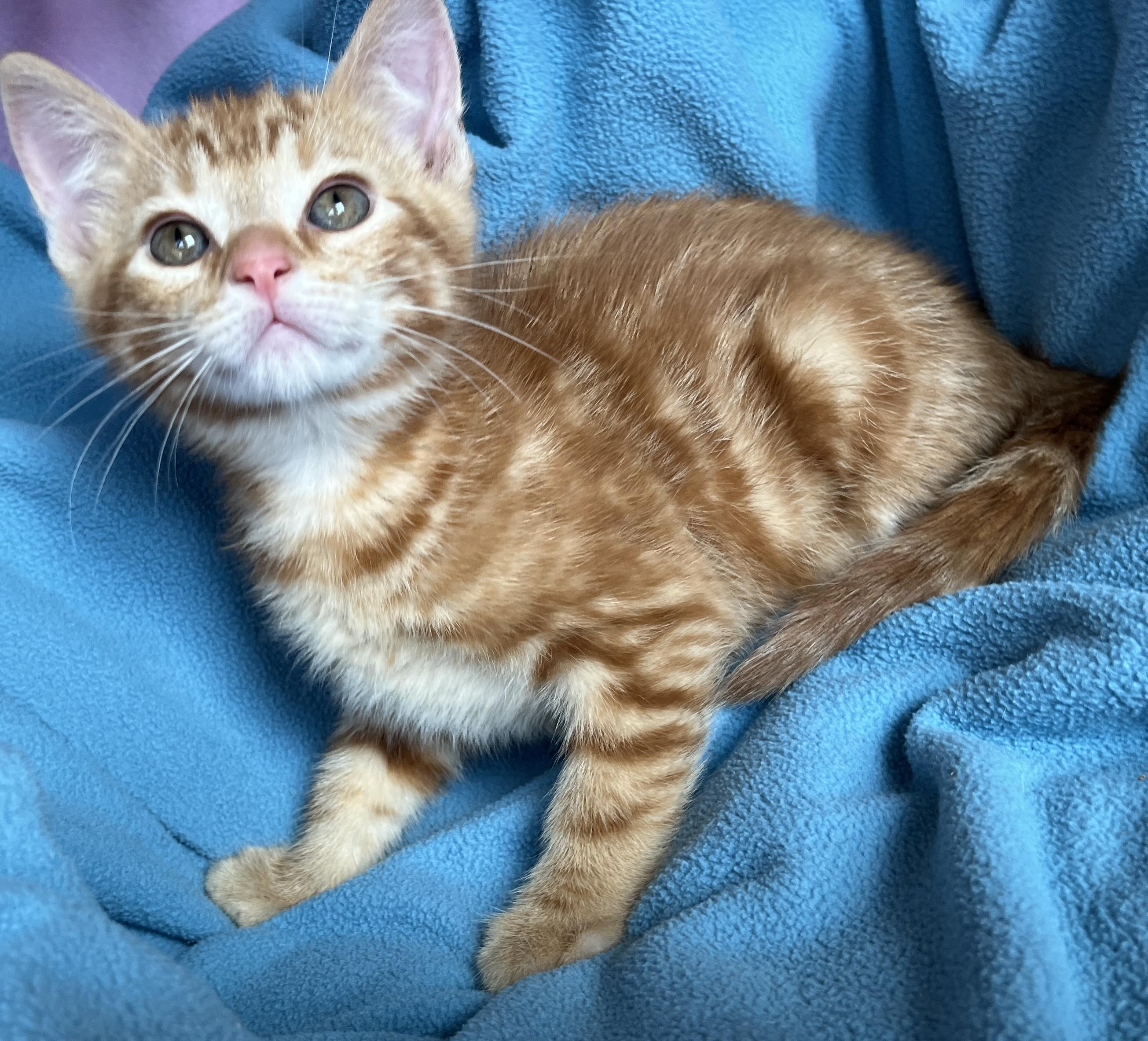 Enlarge Felix, a ADOPTABLE Tabby in Lake Oswego, OR image 1/2
