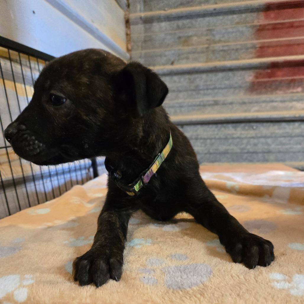 Dagna, Adoptable, Young Female Cane Corso & Belgian Shepherd / Malinois.