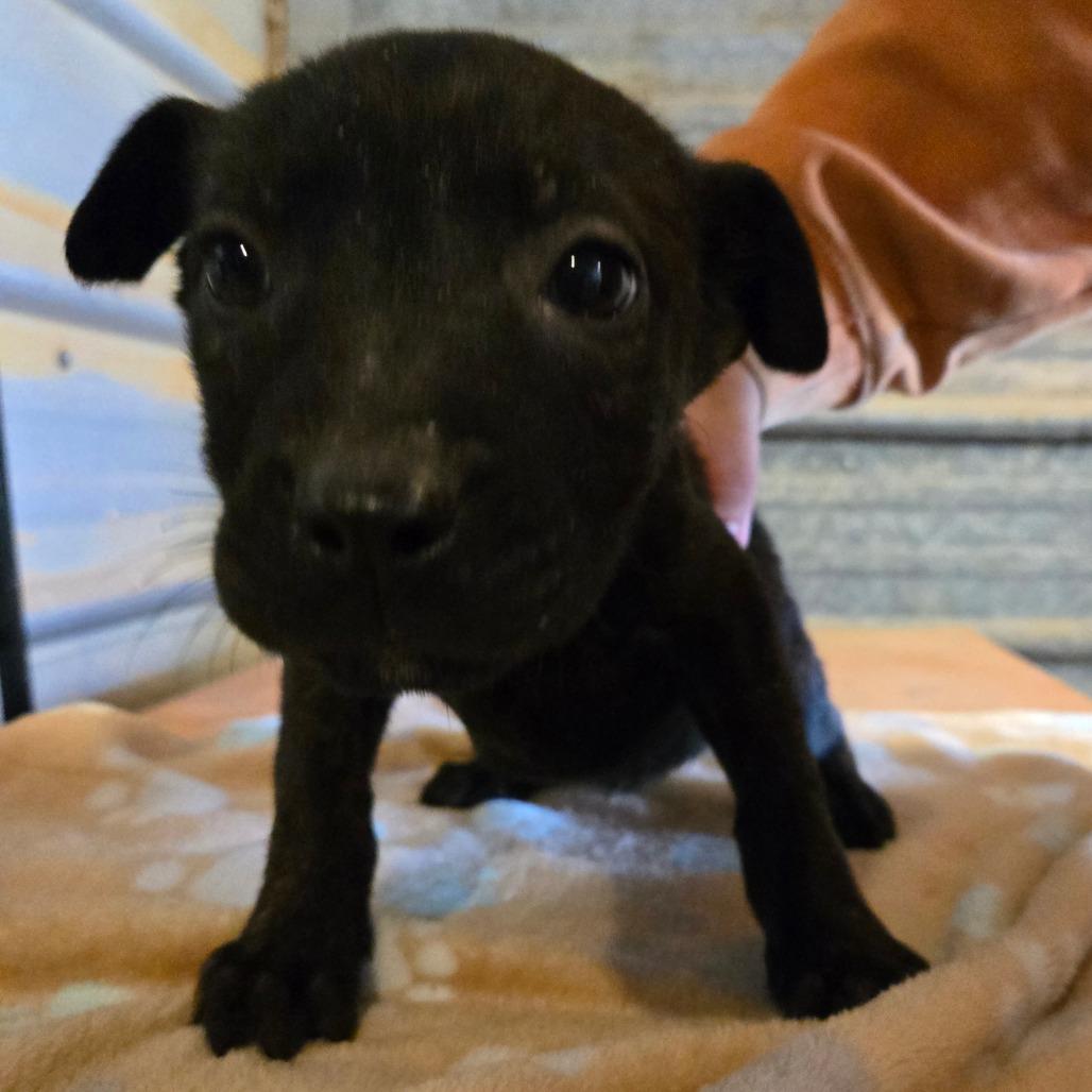Enlarge Dagna, a Adoptable mixed breed in Waggaman, LA image 2/6