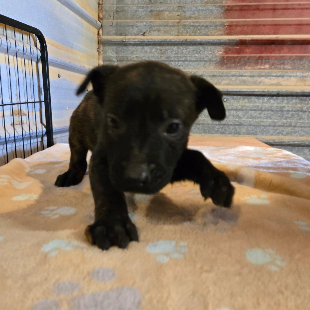 Enlarge Dagna, a Adoptable mixed breed in Waggaman, LA image 3/6