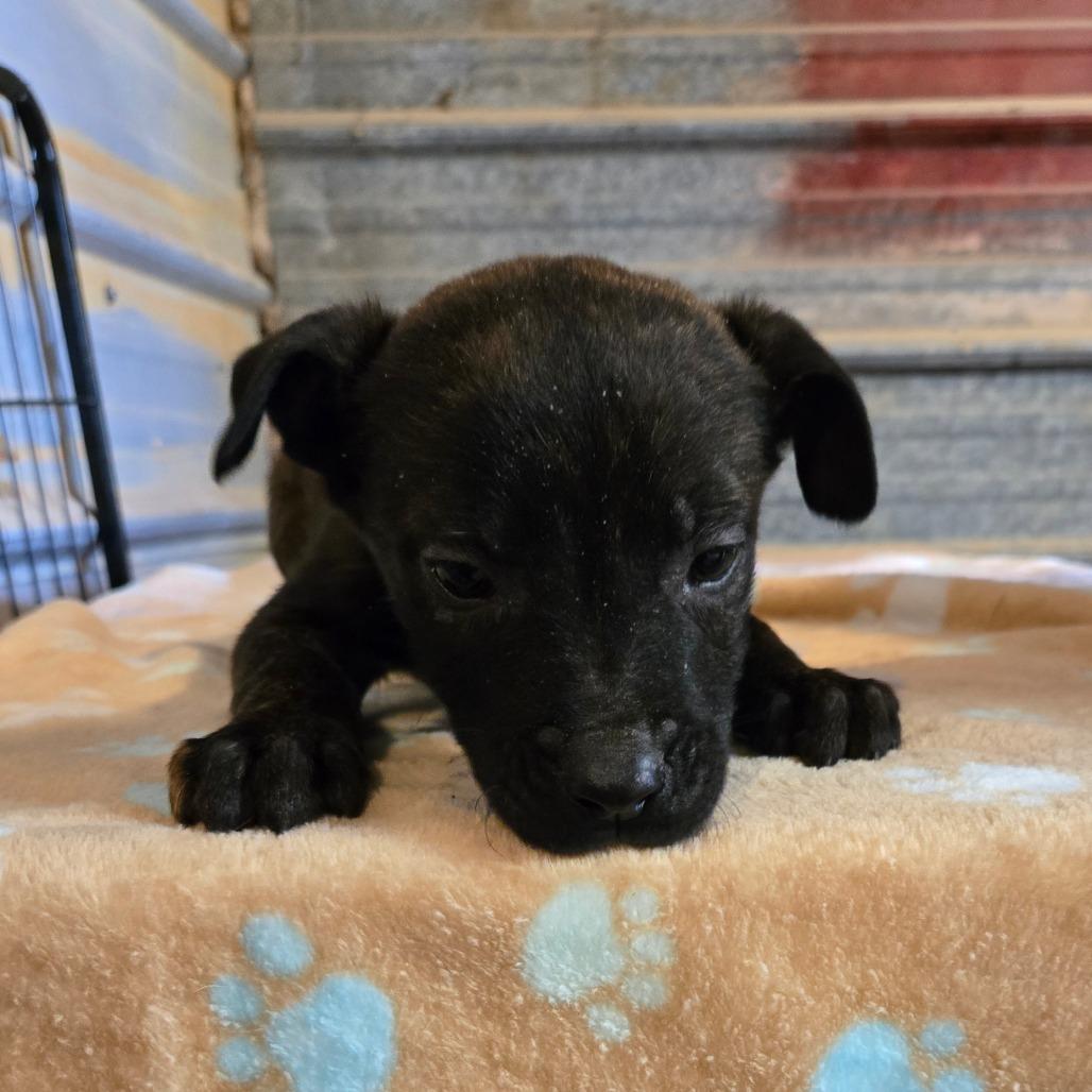 Enlarge Dagna, a Adoptable mixed breed in Waggaman, LA image 4/6