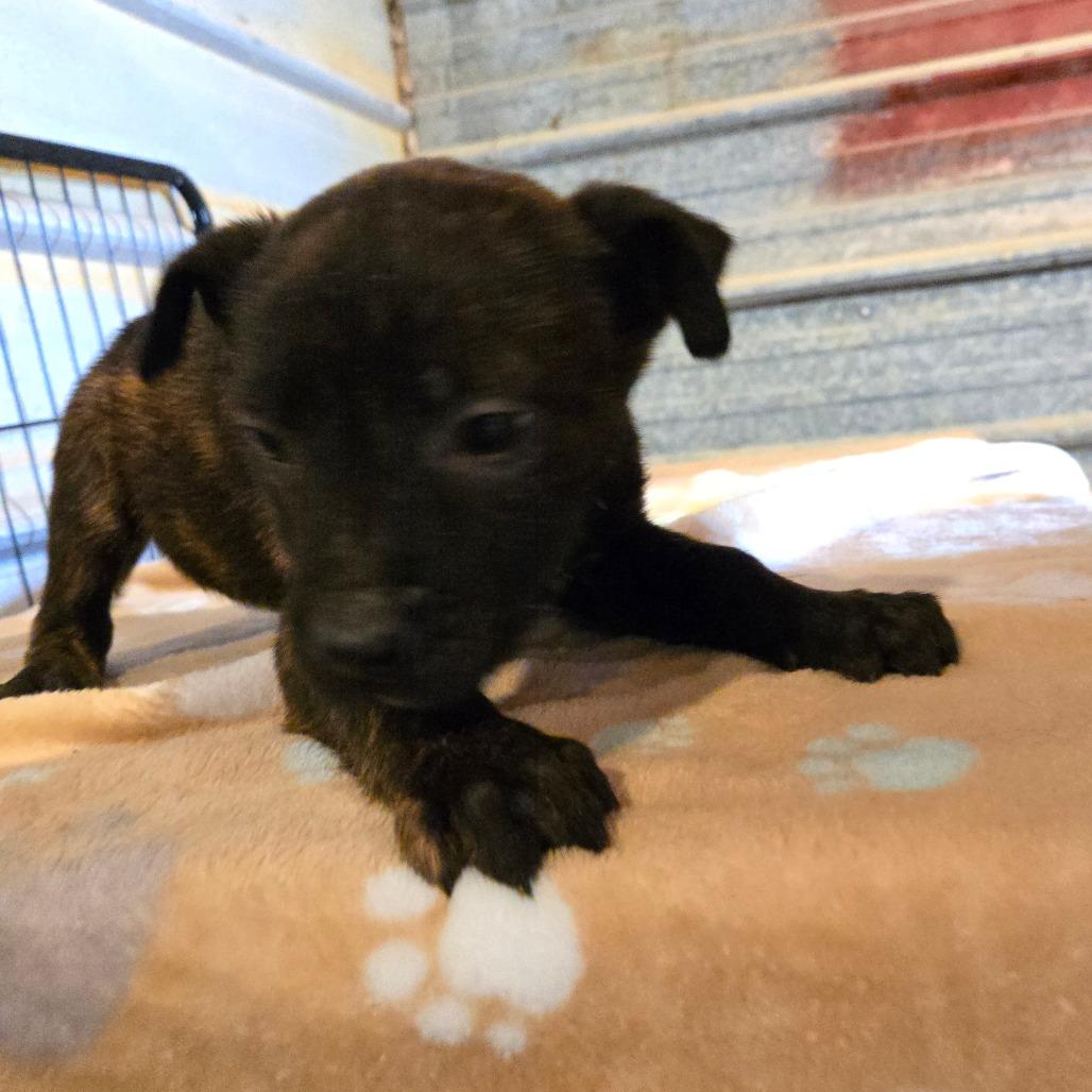 Enlarge Dagna, a Adoptable mixed breed in Waggaman, LA image 5/6