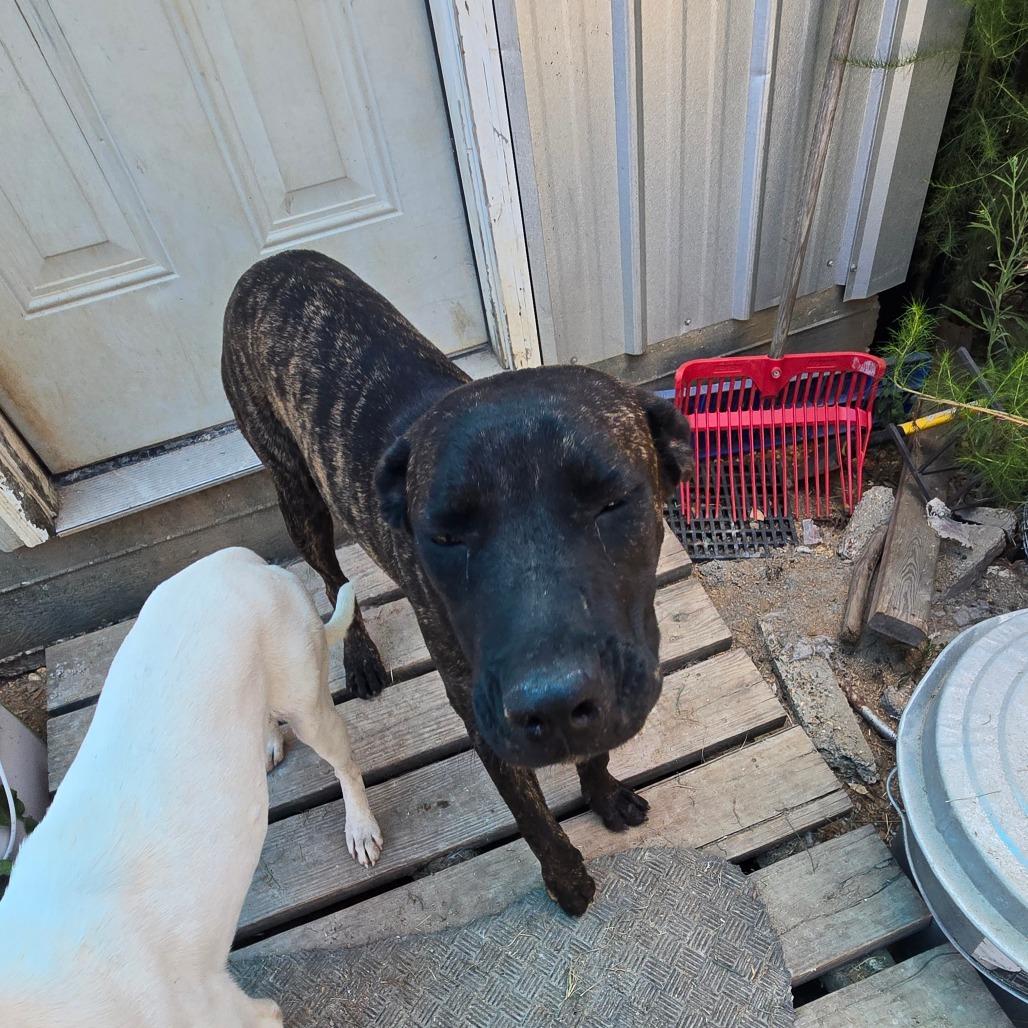 Enlarge Dagna, a Adoptable mixed breed in Waggaman, LA image 6/6