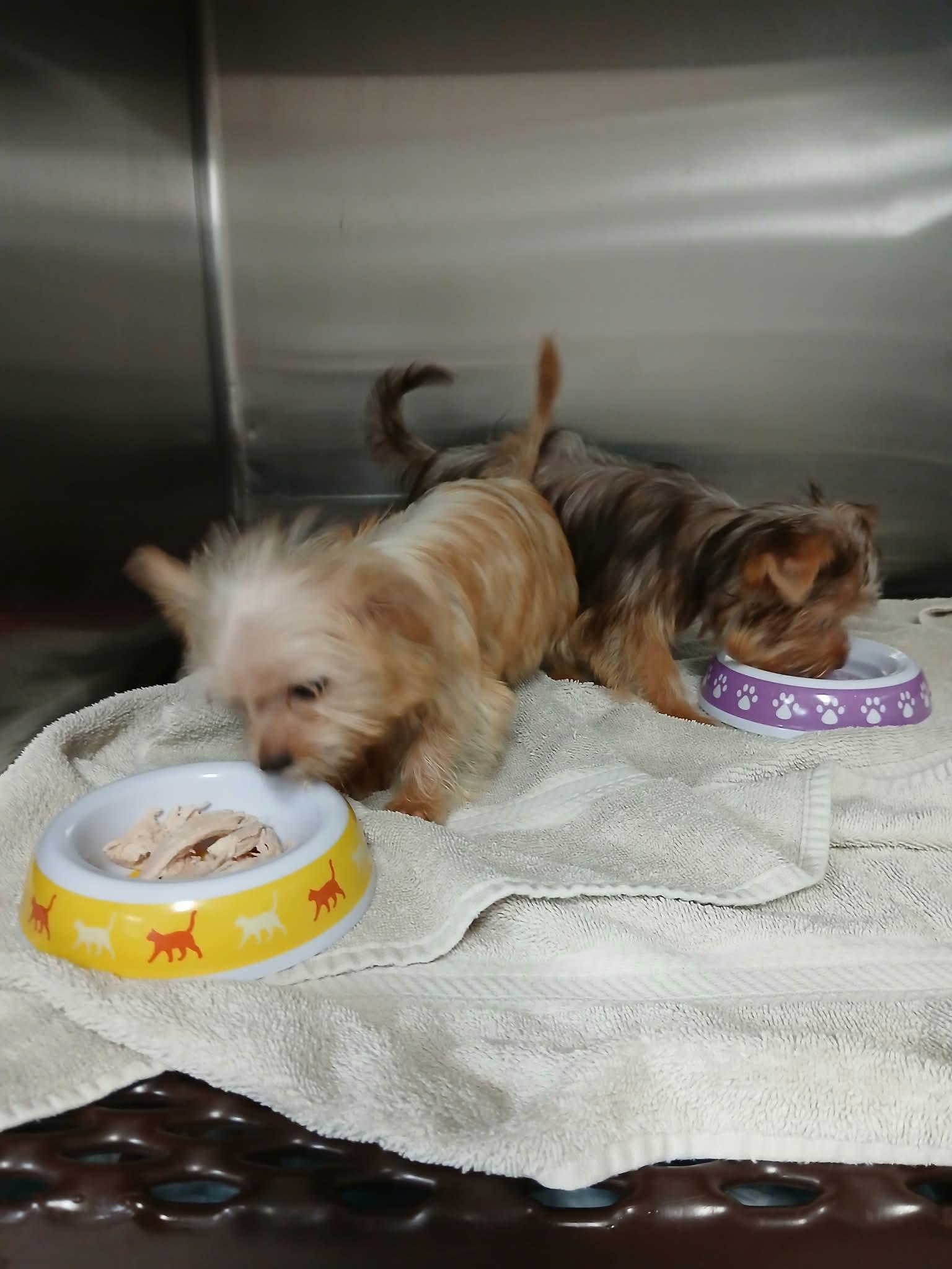 Enlarge Alvin, a Adoptable Yorkshire Terrier in Vernon, CT image 4/6