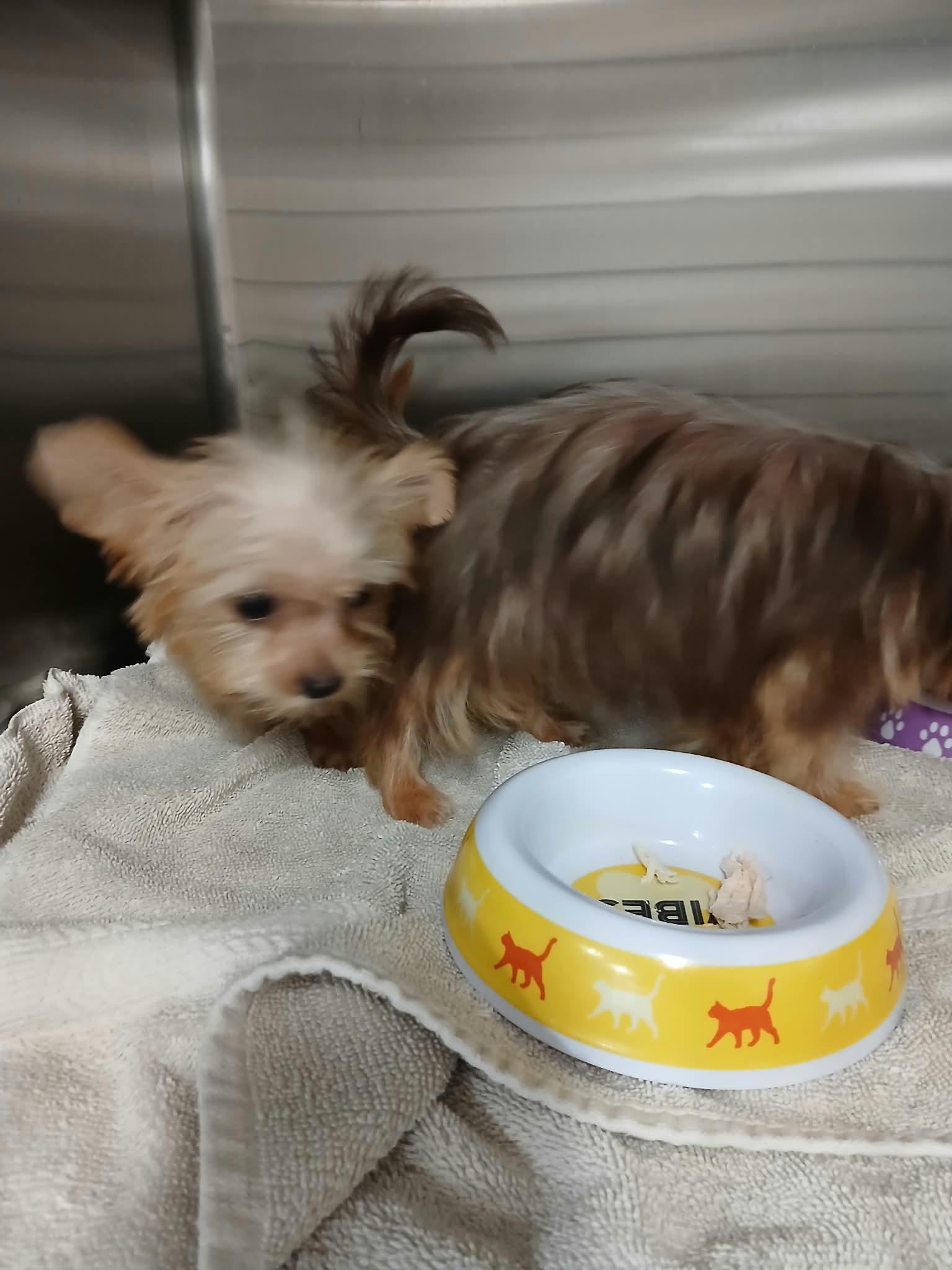 Enlarge Alvin, a Adoptable Yorkshire Terrier in Vernon, CT image 5/6