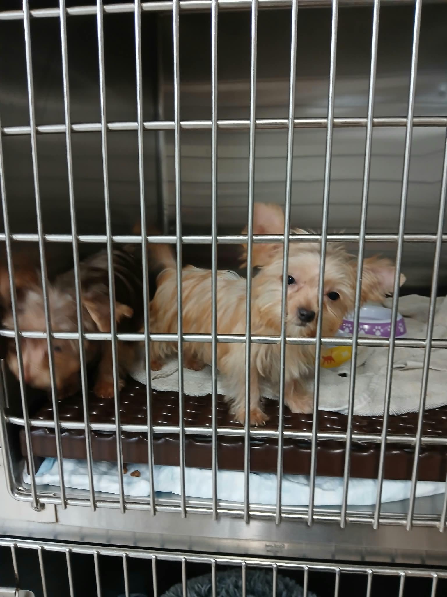 Enlarge Alvin, a Adoptable Yorkshire Terrier in Vernon, CT image 3/6