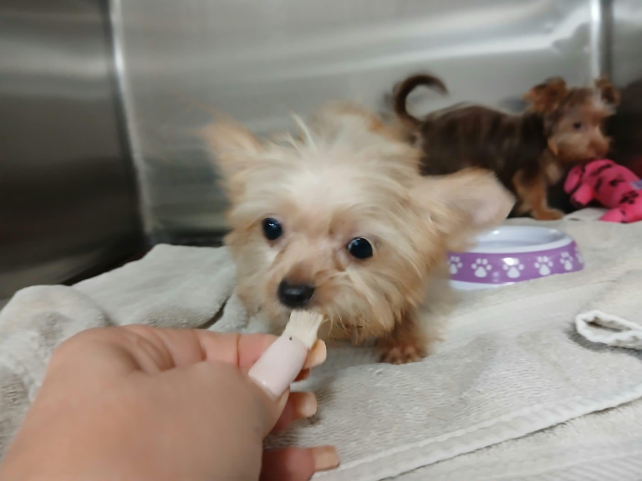 Enlarge Alvin, a Adoptable Yorkshire Terrier in Vernon, CT image 2/6