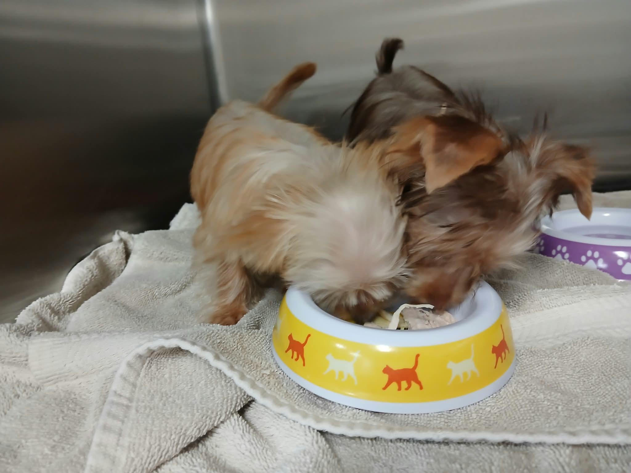 Enlarge Alvin, a Adoptable Yorkshire Terrier in Vernon, CT image 6/6