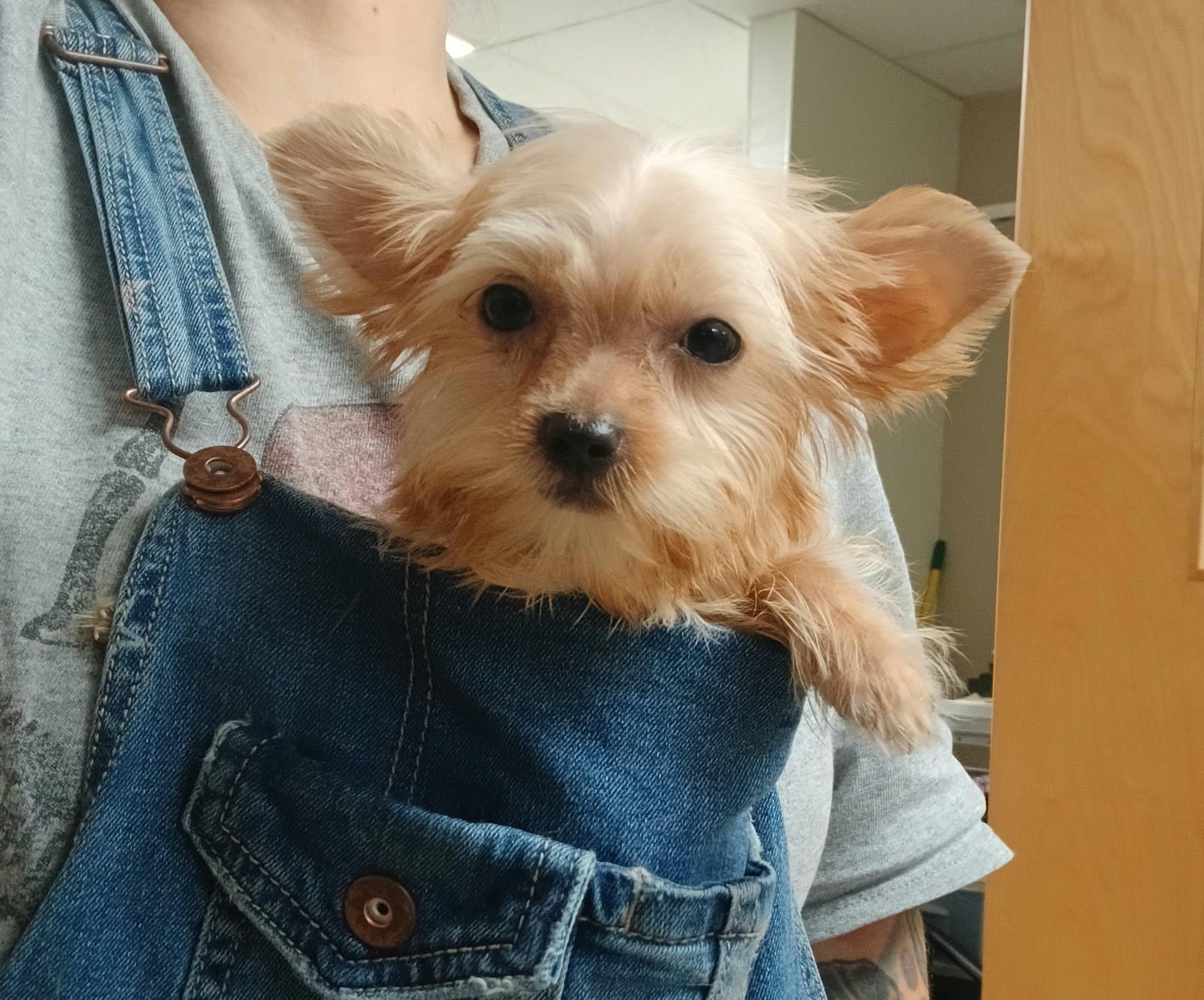 Alvin photo