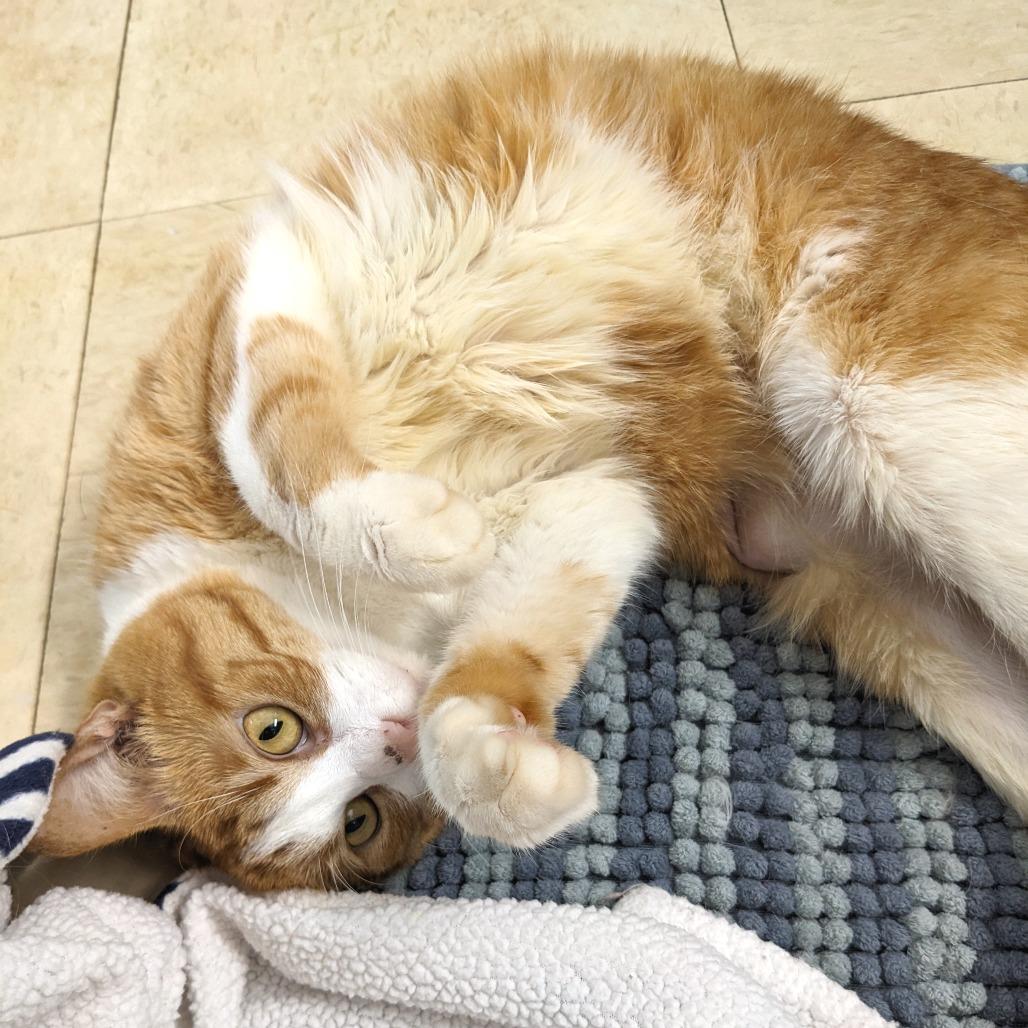 Enlarge Josie -Eureka Petsense, a Adoptable Domestic Short Hair in Union, MO image 2/3