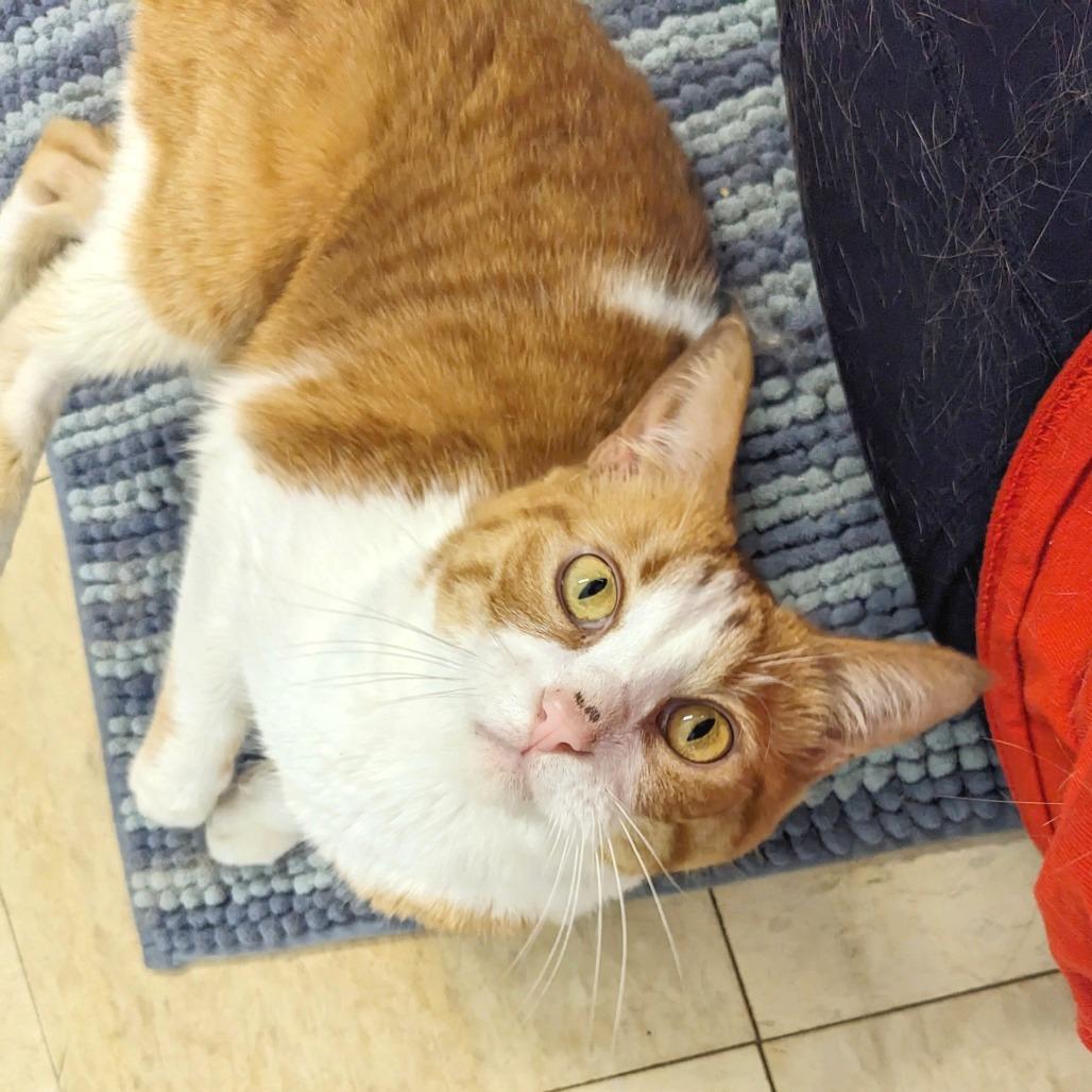 Enlarge Josie -Eureka Petsense, a Adoptable Domestic Short Hair in Union, MO image 3/3