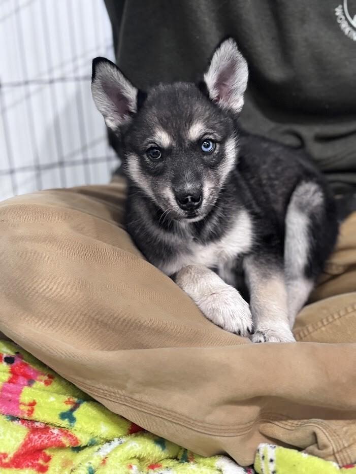 Enlarge Tenley, a Adoptable Husky in renton, WA image 2/4