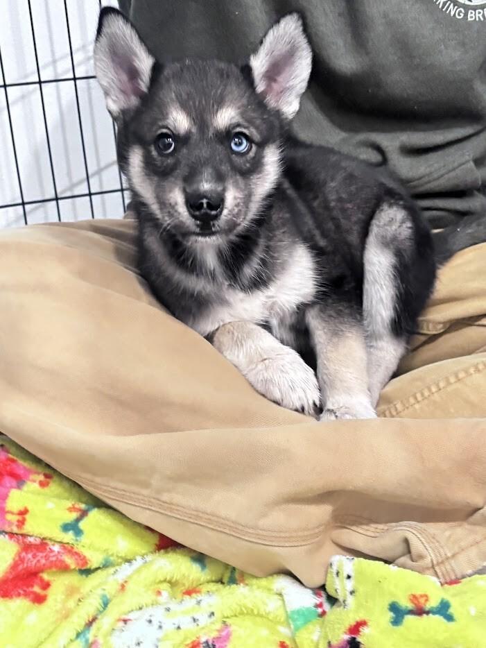 Enlarge Tenley, a Adoptable Husky in renton, WA image 3/4