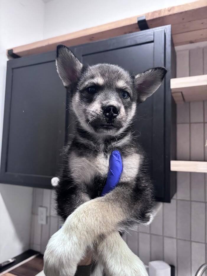 Enlarge Tenley, a Adoptable Husky in renton, WA image 4/4