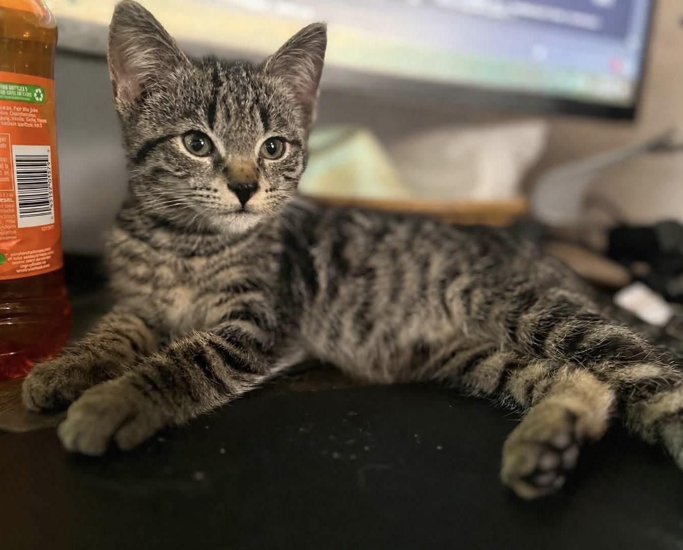Freya, ADOPTABLE, Kitten Female Domestic Short Hair.