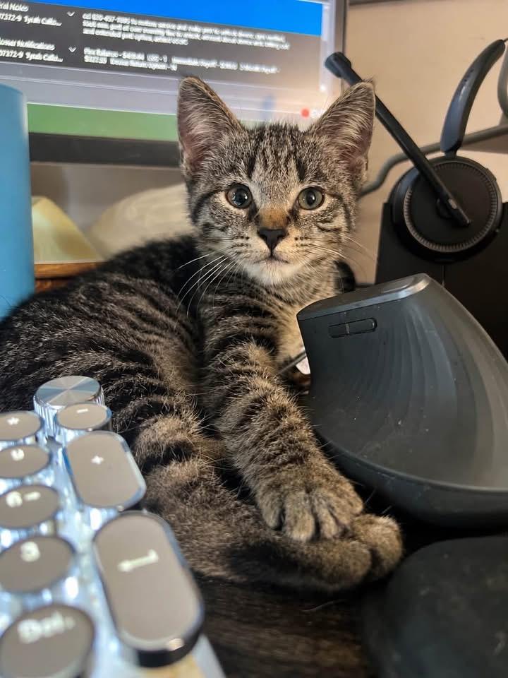 Enlarge Freya, a ADOPTABLE Domestic Short Hair in Sparta, NC image 3/3
