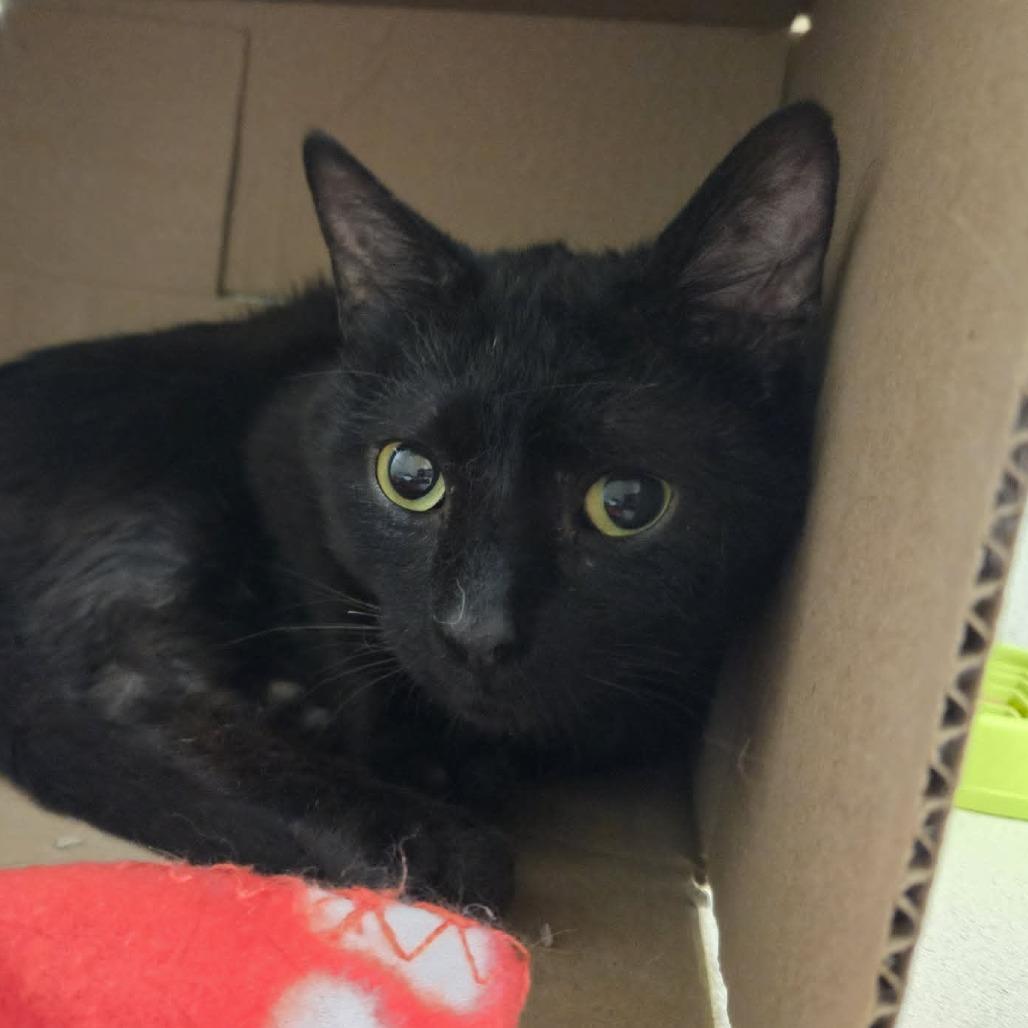 Barnaby, Adoptable, Young Male Domestic Short Hair.