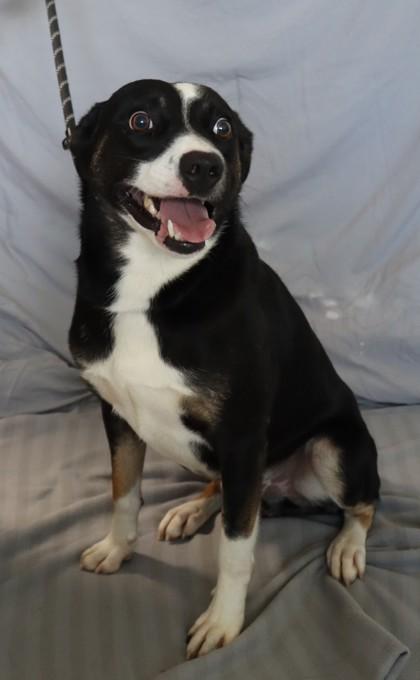 Enlarge Patchouli 1303-25, a Adoptable Mixed Breed in Cumming, GA image 1/1