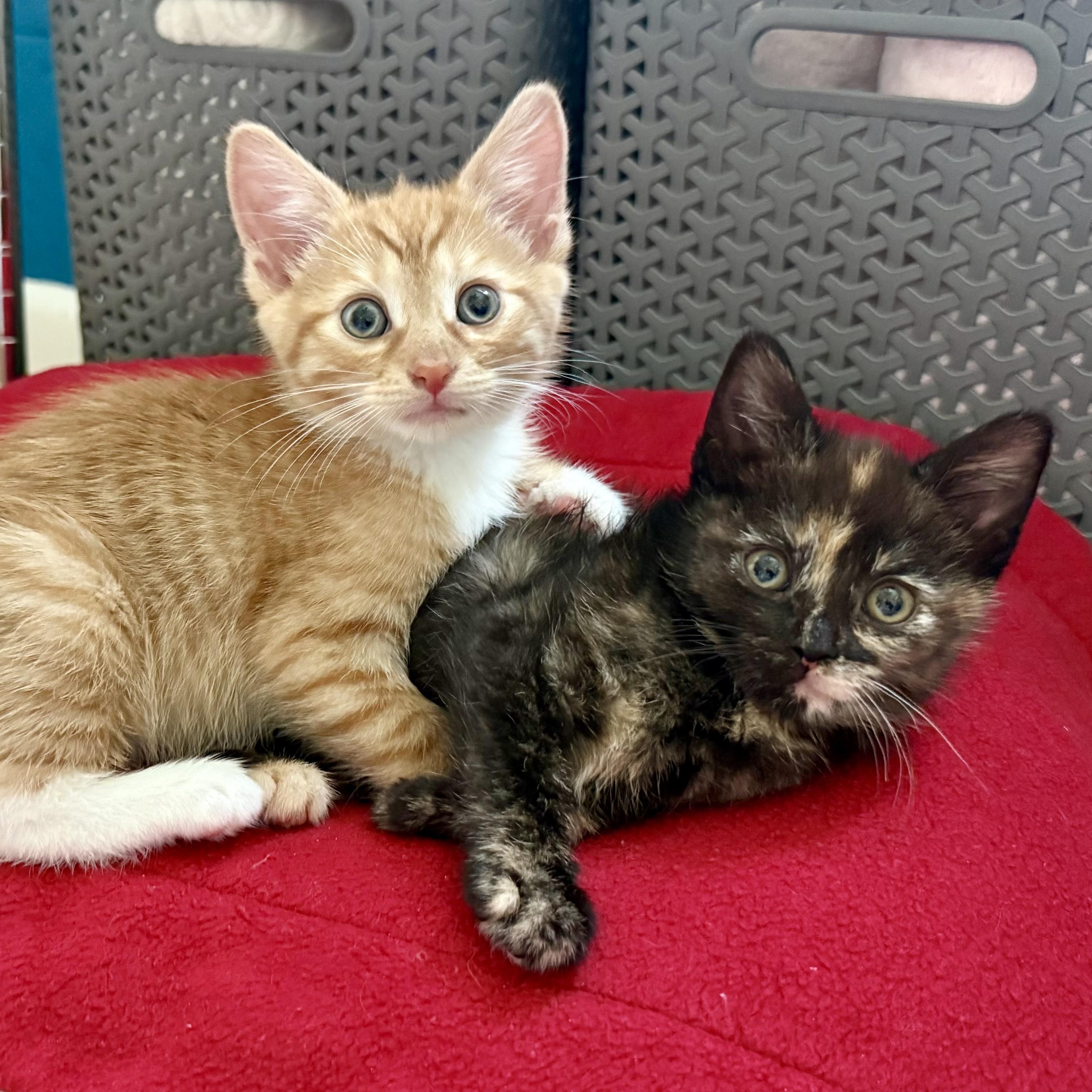 Sullivan and Scarlett, adoptable, Young Female Tabby & Tortoiseshell.