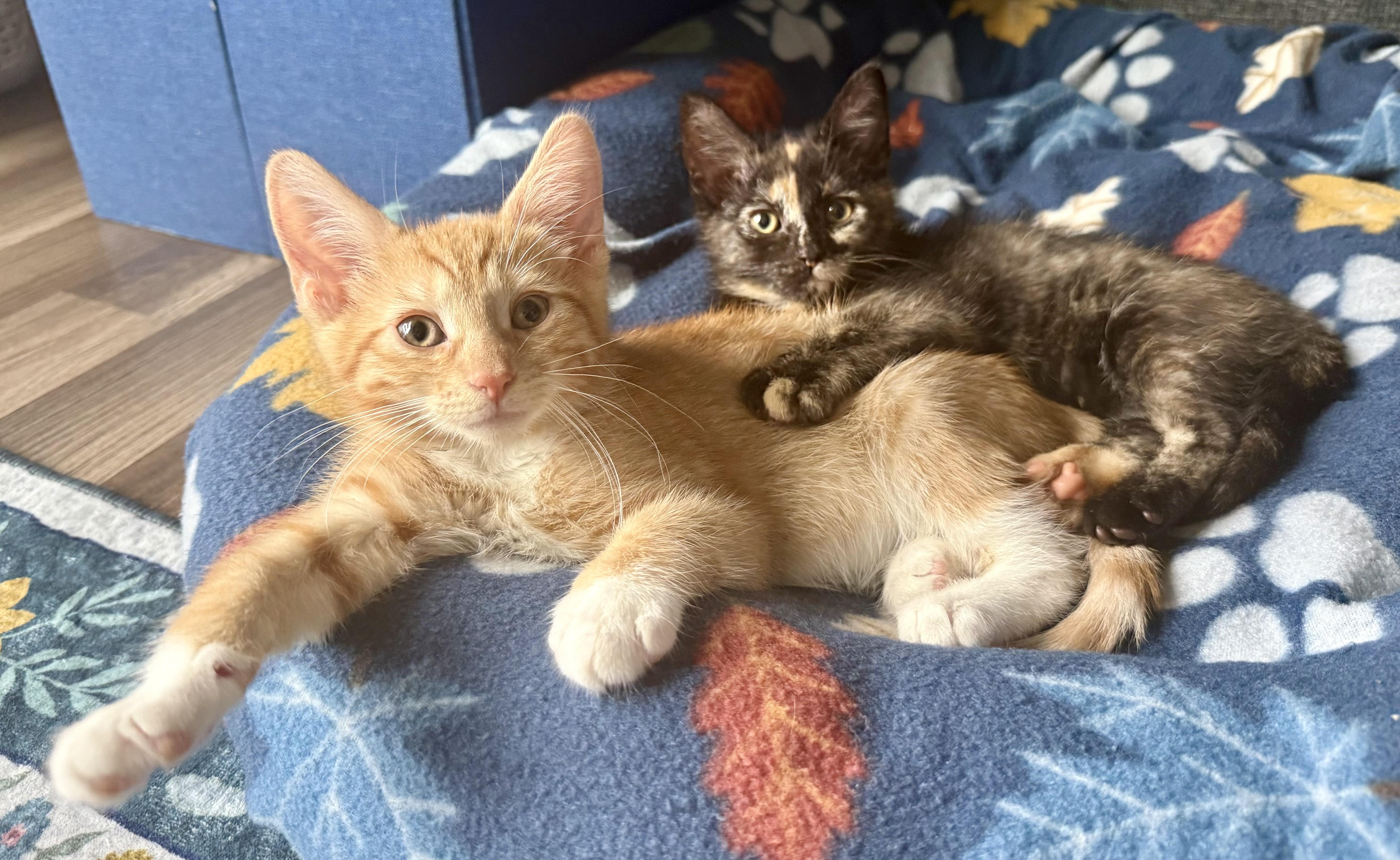 Enlarge Sullivan and Scarlett, an adoptable mixed breed in Turnersville, NJ image 5/5