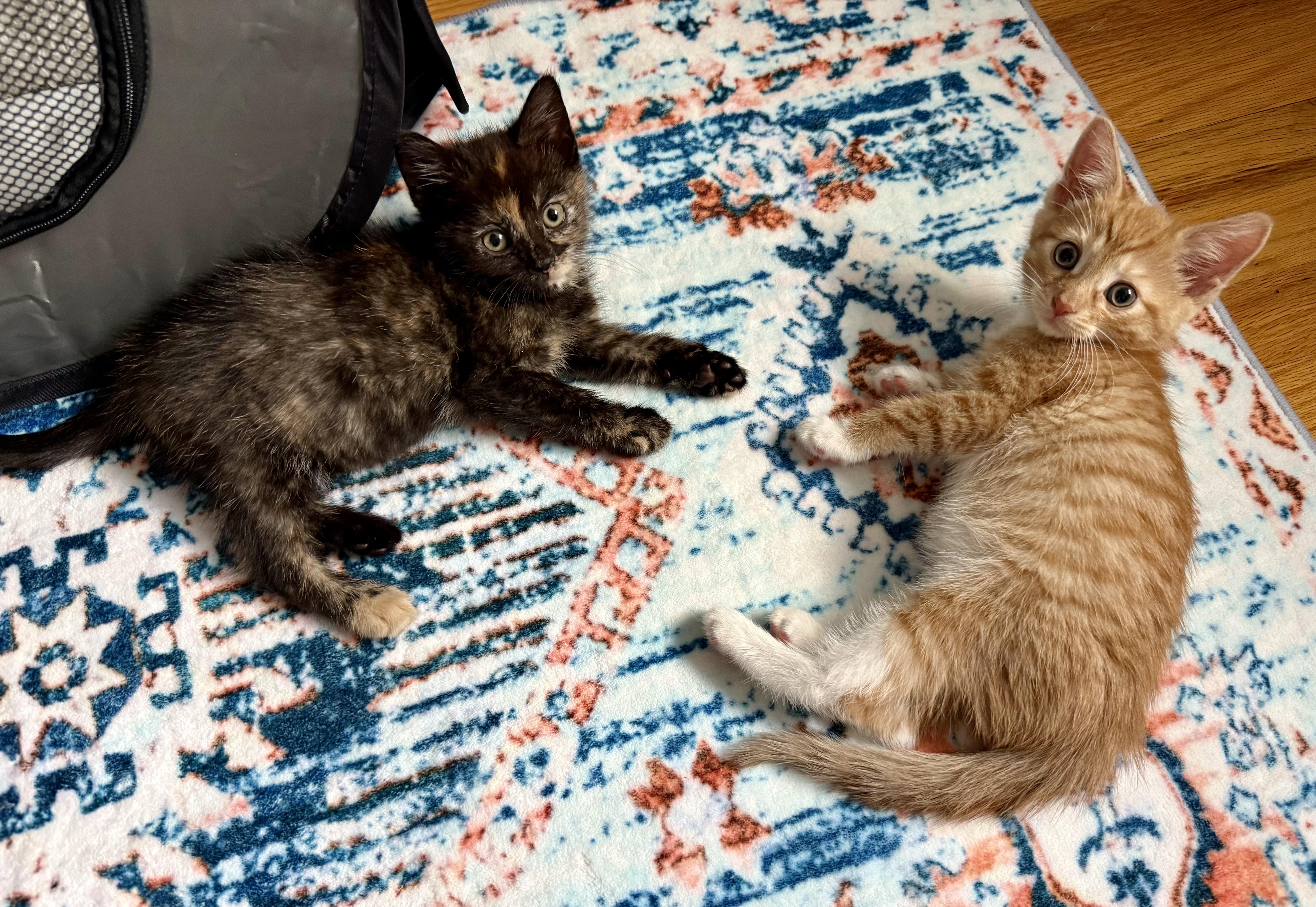 Enlarge Sullivan and Scarlett, an adoptable mixed breed in Turnersville, NJ image 2/5