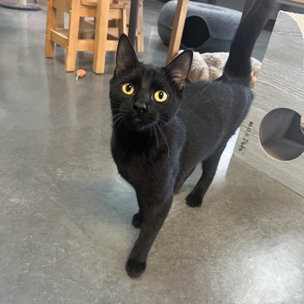 Betty, Adoptable, Adult Female Domestic Short Hair.