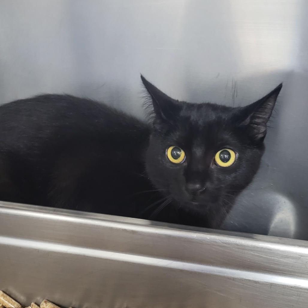 Betty, Adoptable, Adult Female Domestic Short Hair.