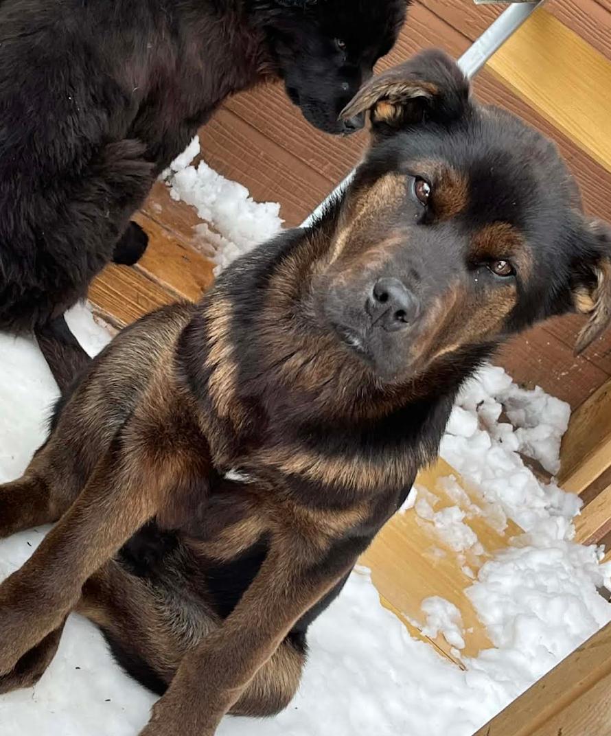 Enlarge Grizz, an adopted mixed breed in Calgary, AB image 1/1