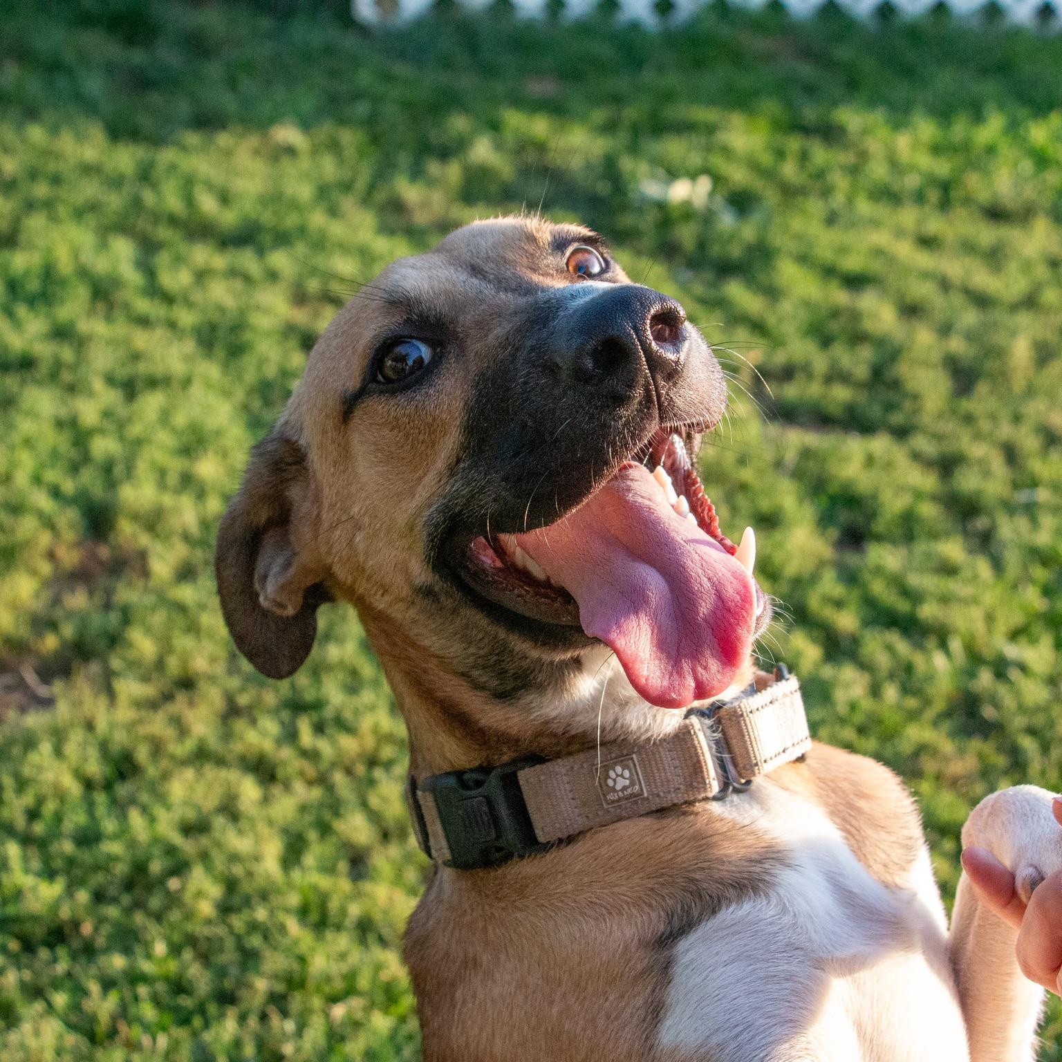 Mr. Luigi the Sweetheart photo