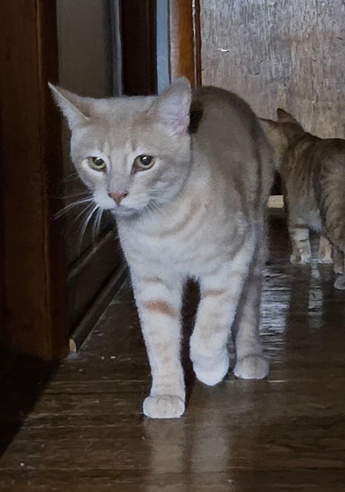 Enlarge Sammy & Bobby, a Adoptable Domestic Short Hair in Kirklin, IN image 3/6