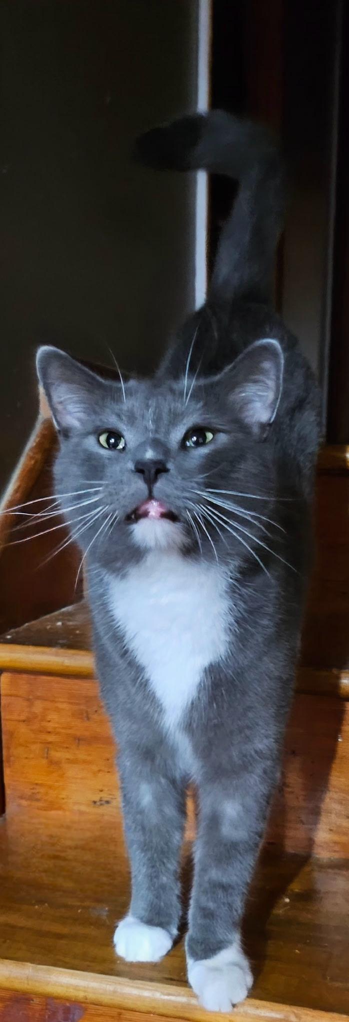 Enlarge Sammy & Bobby, a Adoptable Domestic Short Hair in Kirklin, IN image 6/6