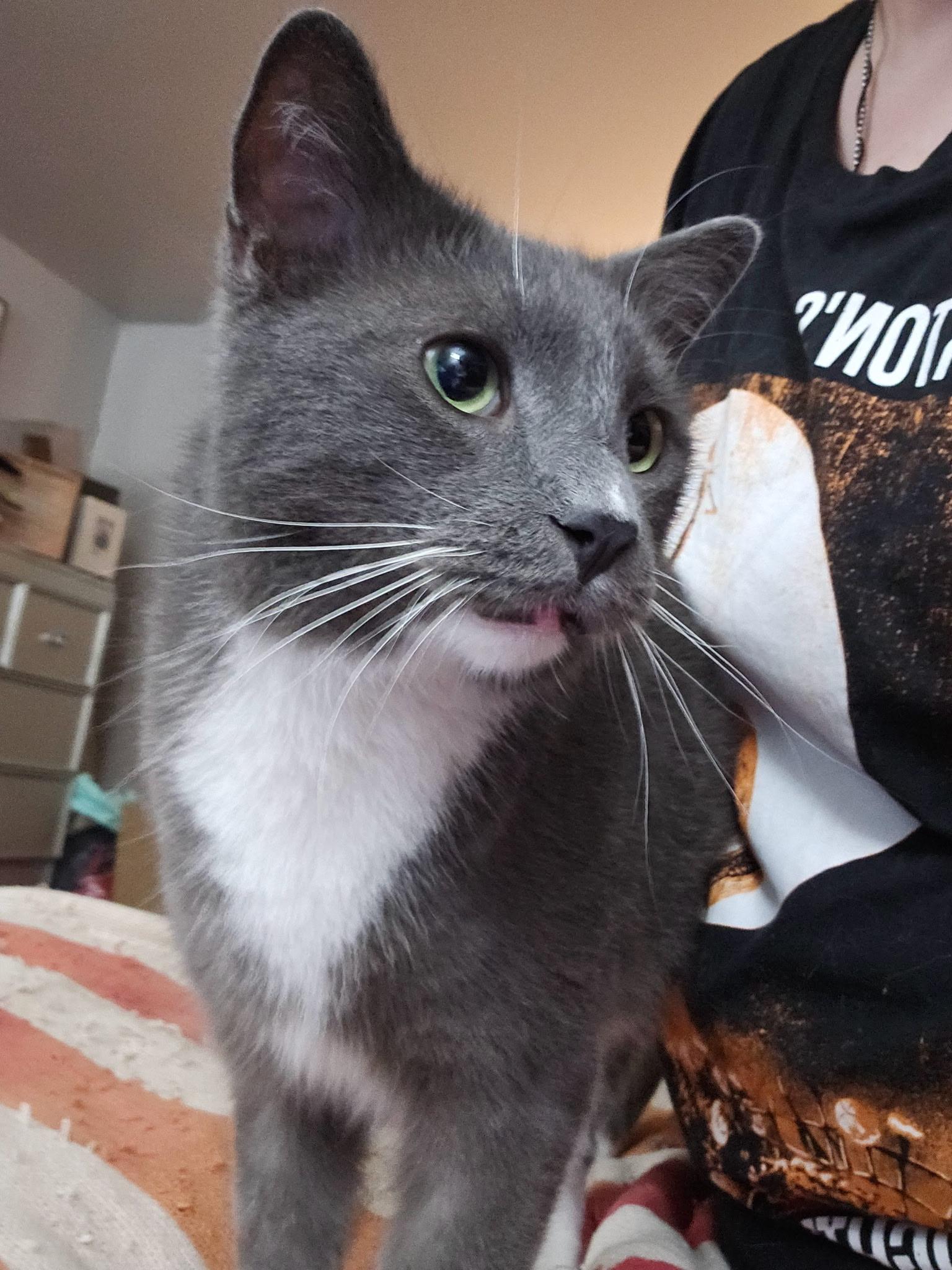 Enlarge Sammy & Bobby, a Adoptable Domestic Short Hair in Kirklin, IN image 4/6