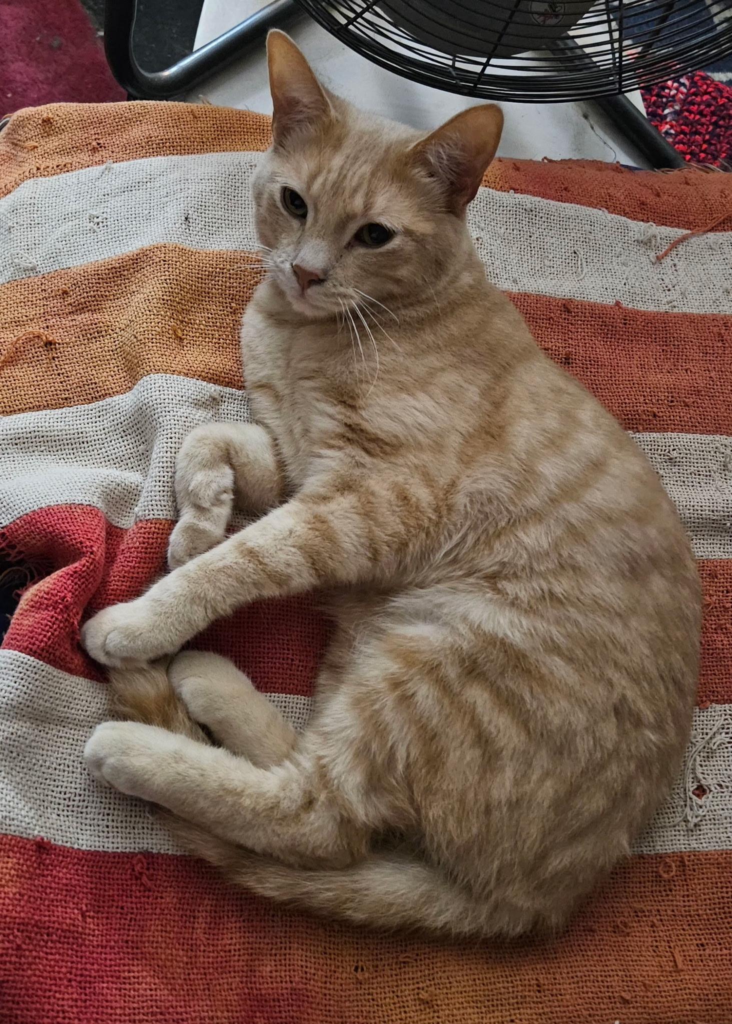 Enlarge Sammy & Bobby, a Adoptable Domestic Short Hair in Kirklin, IN image 2/6