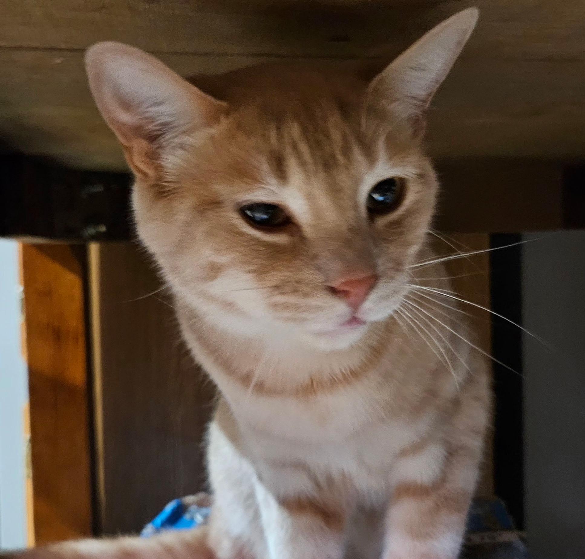 Enlarge Sammy & Bobby, a Adoptable Domestic Short Hair in Kirklin, IN image 1/6