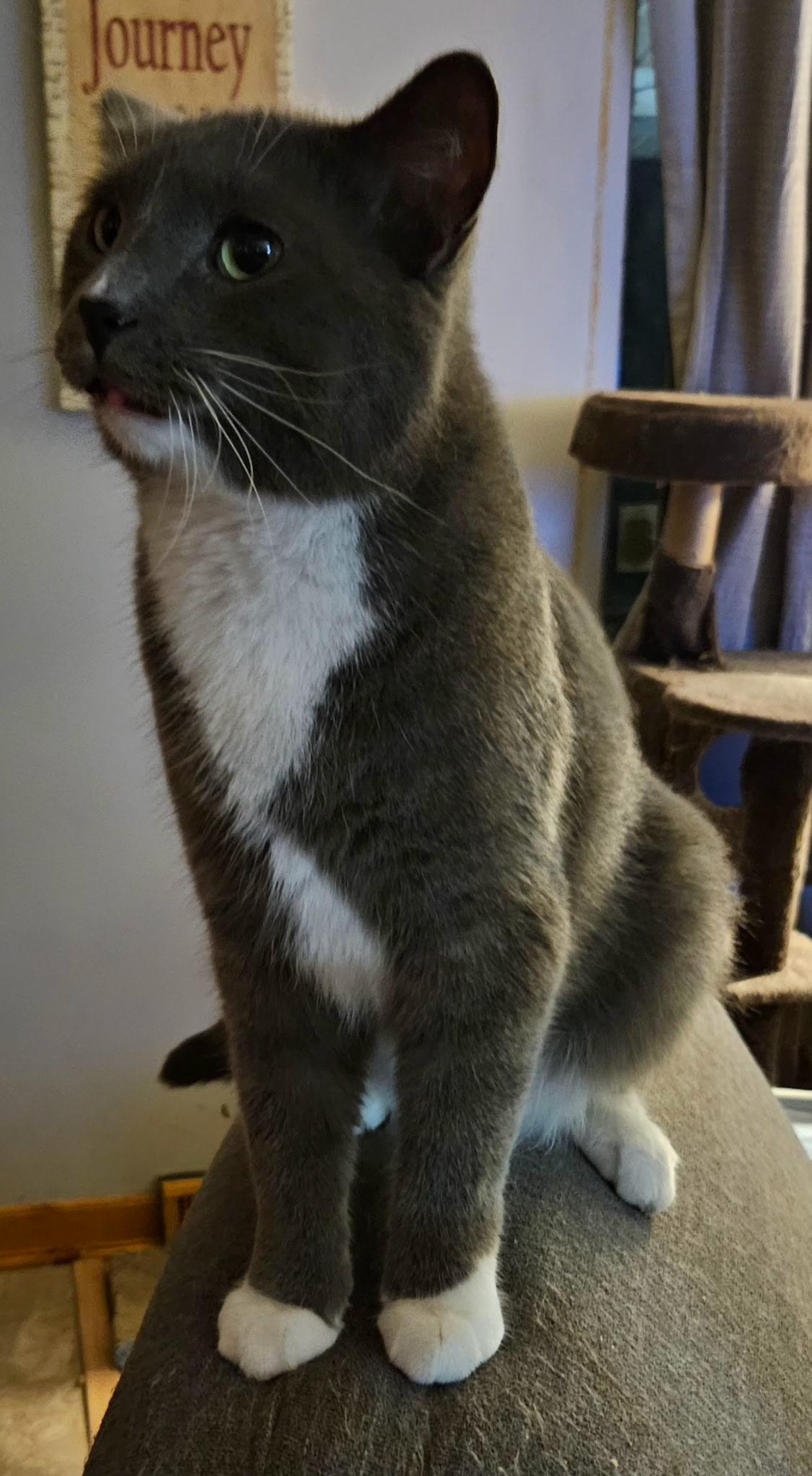 Enlarge Sammy & Bobby, a Adoptable Domestic Short Hair in Kirklin, IN image 5/6