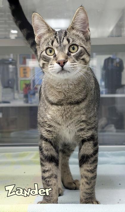 Enlarge Zander, a Adoptable mixed breed in Mason, MI image 1/3