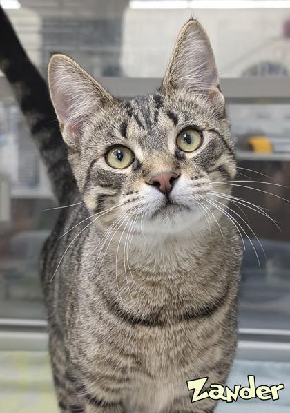 Enlarge Zander, a Adoptable mixed breed in Mason, MI image 2/3