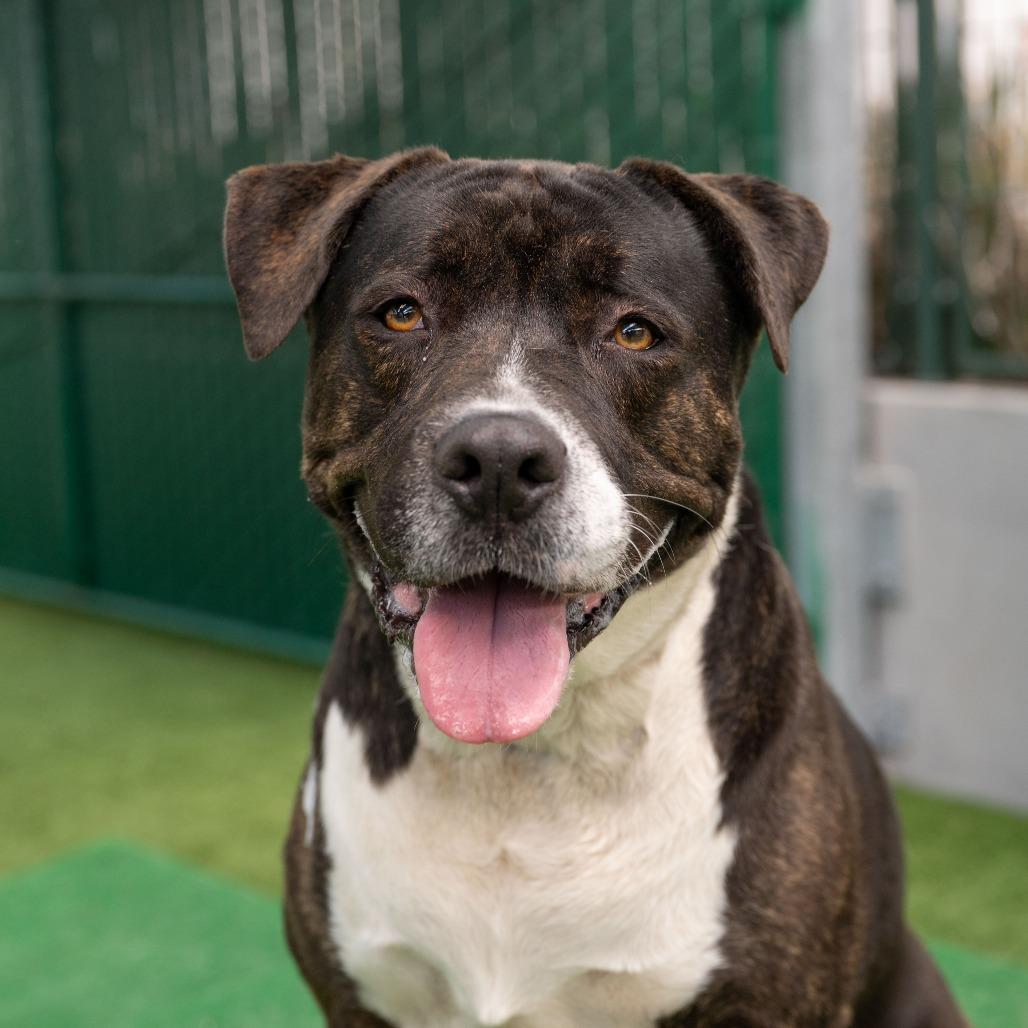 Miss Patty, Adoptable, Adult Female Black Labrador Retriever & Pit Bull Terrier.