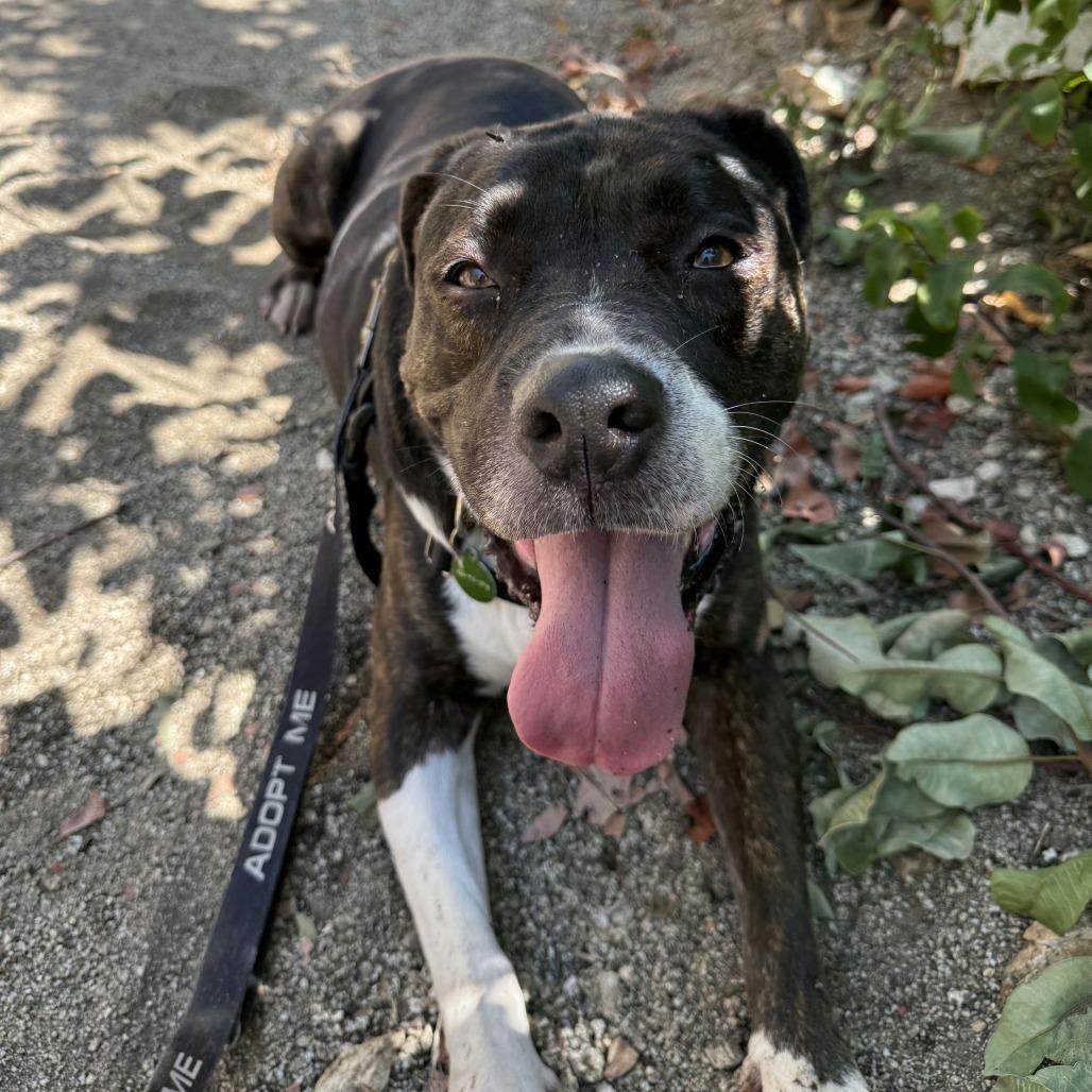 Enlarge Miss Patty, a Adoptable mixed breed in Pasadena, CA image 2/6