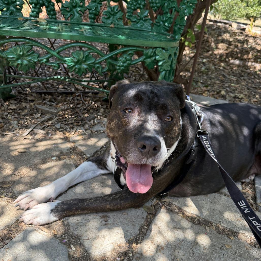 Enlarge Miss Patty, a Adoptable mixed breed in Pasadena, CA image 3/6