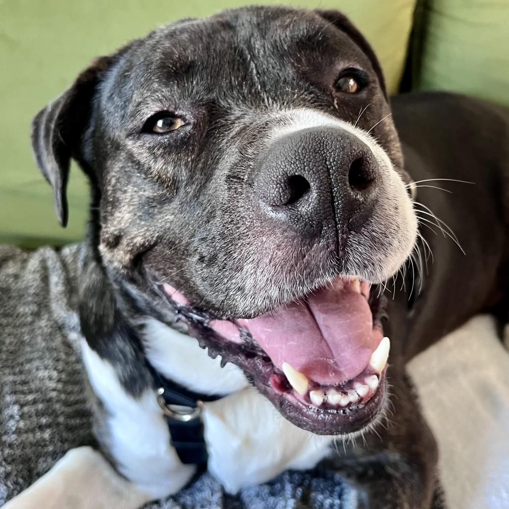 Enlarge Miss Patty, a Adoptable mixed breed in Pasadena, CA image 4/6